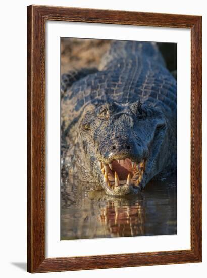 South America, Brazil, Cuiaba River, Pantanal Wetlands, Yacare Caiman with Open Mouth-Judith Zimmerman-Framed Photographic Print