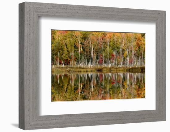 Birch Trees and Autumn Colors Reflected on Red Jack Lake, Upper Peninsula of Michigan-Adam Jones-Framed Photographic Print