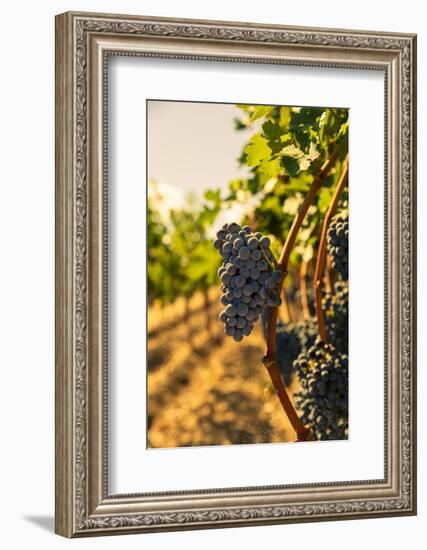 Washington State, Red Mountain. Vineyard Near Harvest-Richard Duval-Framed Photographic Print