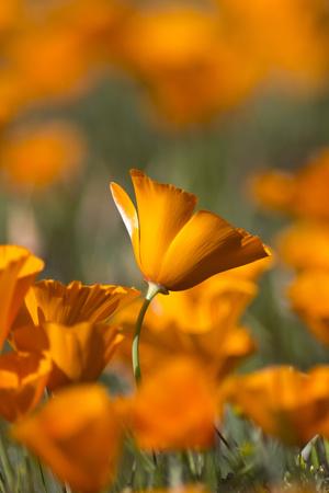 Premium Photographic Print, , small