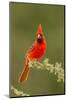 Texas, Hidalgo County. Male Cardinal on Limb-Jaynes Gallery-Mounted Photographic Print