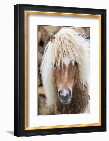 Shetland Pony on the Island of Unst, Part of the Shetland Islands in Scotland-Martin Zwick-Framed Photographic Print