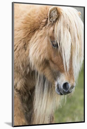 Shetland Pony on the Island of Foula, Part of the Shetland Islands in Scotland-Martin Zwick-Mounted Photographic Print