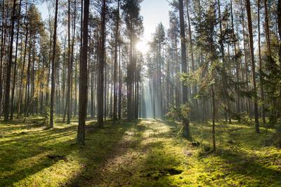 Photographic Print, , small