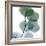 Dull Eucalyptus-Albert Koetsier-Framed Art Print