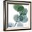 Dull Eucalyptus-Albert Koetsier-Framed Art Print