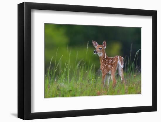 Spring Fawn-Nick Kalathas-Framed Photographic Print