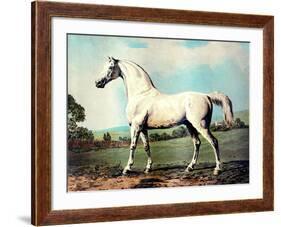 Vintage White Horse Chromolithograph "Mambrino," from the Picture by George Stubbs 1817-Piddix-Framed Art Print