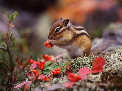 Premium Photographic Print, , small