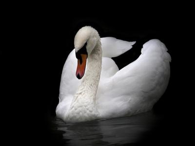 Photographic Print, , small