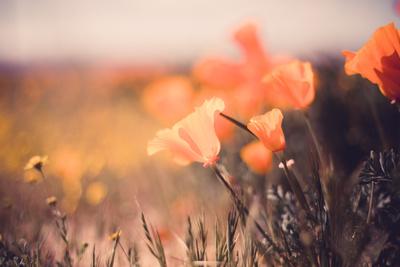 Premium Photographic Print, , small