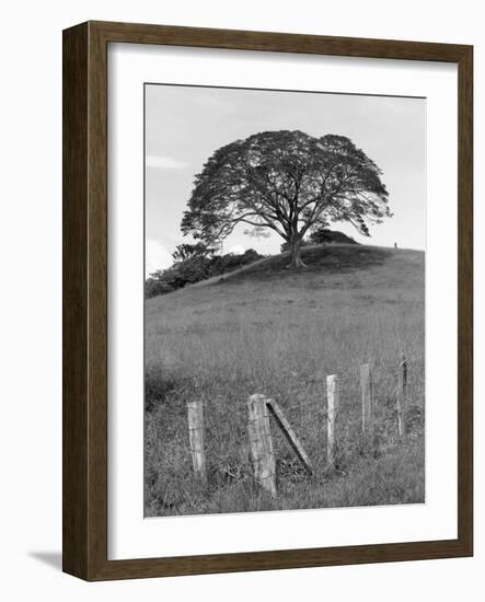 Lone Tree & Fence, Costa-Monte Nagler-Framed Photographic Print