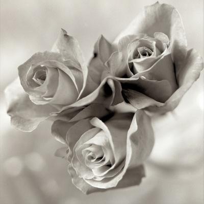Premium Photographic Print, , small