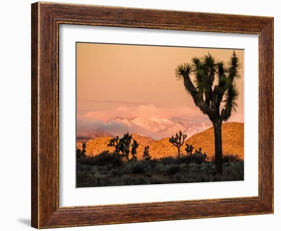 A Look At The Many Layers Of Joshua Tree National Park-Daniel Kuras-Framed Photographic Print