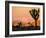 A Look At The Many Layers Of Joshua Tree National Park-Daniel Kuras-Framed Photographic Print