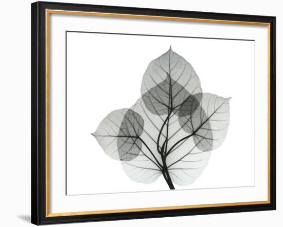 Bo Leaves 1-Albert Koetsier-Framed Photo