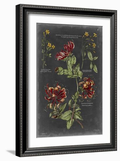 Vintage Botanical Chart II-Vision Studio-Framed Art Print