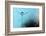 Turquoise Evening-Heidi Westum-Framed Photographic Print