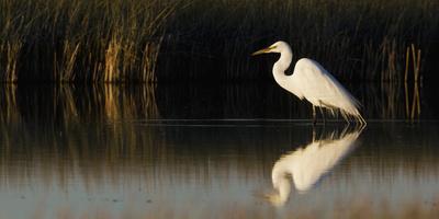 Photographic Print, , small