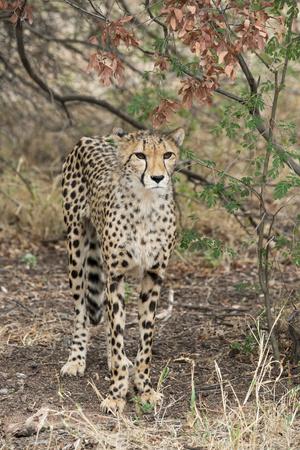 Premium Photographic Print, , small