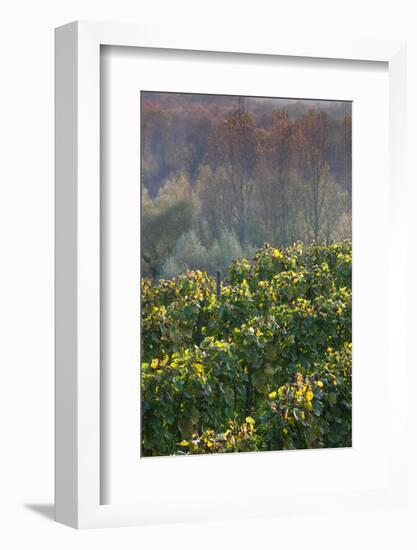 Vineyards in autumn, Kaiserstuhl, Burkheim, Baden-Wurttemberg, Germany-null-Framed Photographic Print