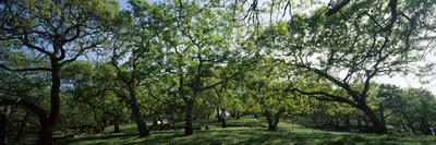 Photographic Print, , small