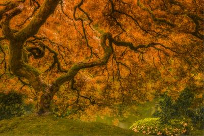 Photographic Print, , small