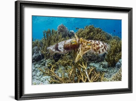 Adult broadclub cuttlefish mating on Sebayur Island, Flores Sea, Indonesia, Southeast Asia-Michael Nolan-Framed Photographic Print