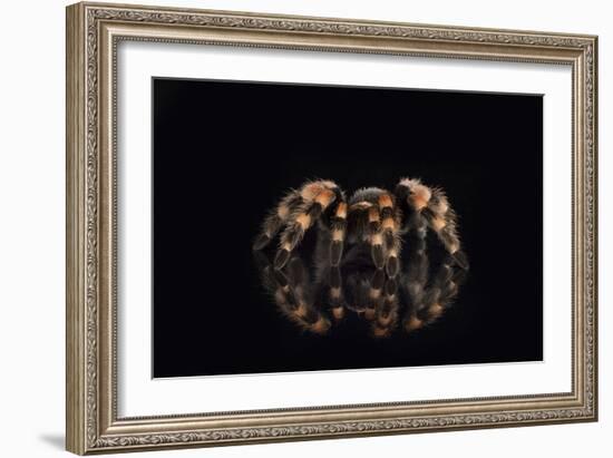 Mexican Red Knee Tarantula (Brachypelma Smithi), captive, Mexico, North America-Janette Hill-Framed Photographic Print