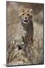 Cheetah (Acinonyx jubatus) cub, Kgalagadi Transfrontier Park, encompassing the former Kalahari Gems-James Hager-Mounted Photographic Print