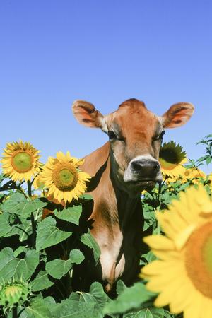 Photographic Print, , small