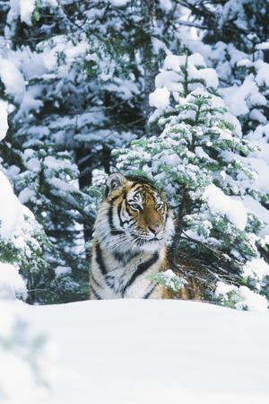 Photographic Print, , small