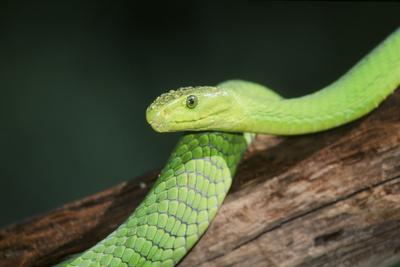 Photographic Print, , small