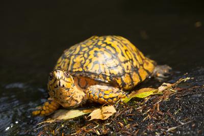 Photographic Print, , small