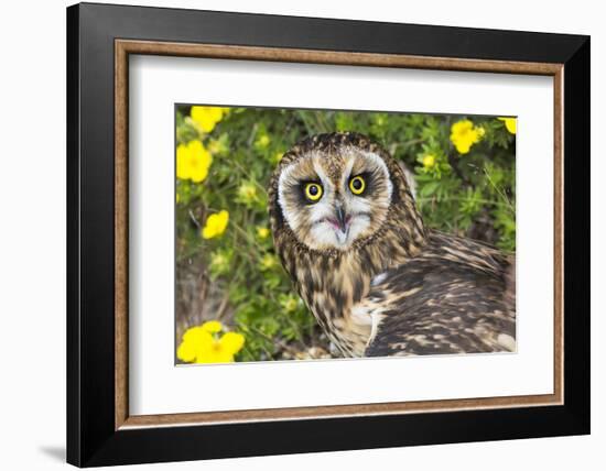 Short-Eared Owl-Lynn M^ Stone-Framed Photographic Print