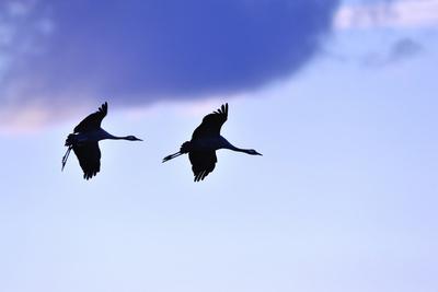 Photographic Print, , small