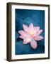 Lotus Flower and Lotus Flower Plants-kenny001-Framed Photographic Print