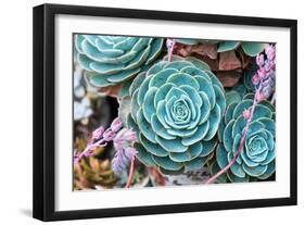 Miniature Succulent Plants-kenny001-Framed Photographic Print
