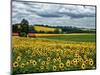 Pastoral Countryside IV-Colby Chester-Mounted Photographic Print