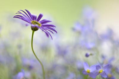 Premium Photographic Print, , small