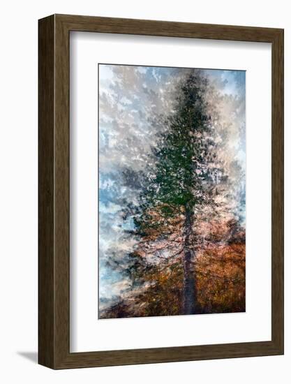 Fir-Ursula Abresch-Framed Photographic Print