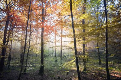 Premium Photographic Print, , small