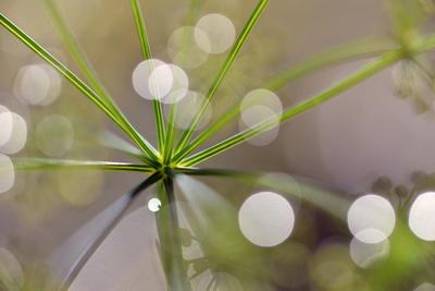 Premium Photographic Print, , small