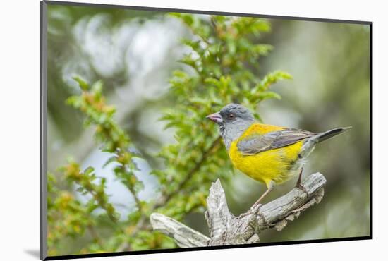 Chile, Patagonia. Sierra finch close-up.-Jaynes Gallery-Mounted Photographic Print