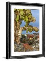 Galapagos Islands, Ecuador, Galapagos land iguana-Art Wolfe-Framed Photographic Print