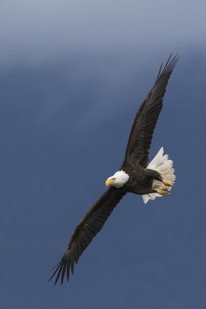 Premium Photographic Print, , small