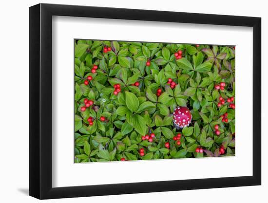 USA, Alaska, Nancy Lake State Recreation Area. Bunchberry and fly agaric mushrooms.-Jaynes Gallery-Framed Photographic Print