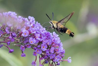 Premium Photographic Print, , small