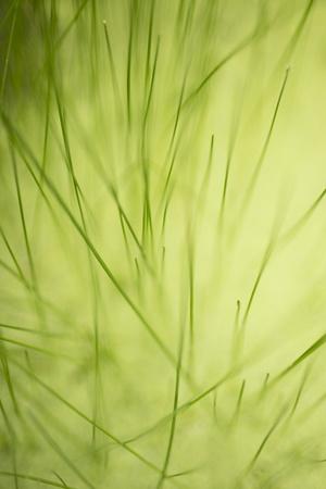 Premium Photographic Print, , small