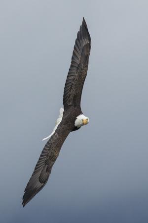 Premium Photographic Print, , small